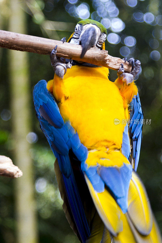 Foz do Iguaçu，热带鸟类